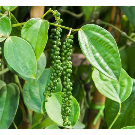 Βιολογικό Αιθέριο Έλαιο Μαύρο Πιπέρι | Black Pepper Essential Oil Org. | 10ml