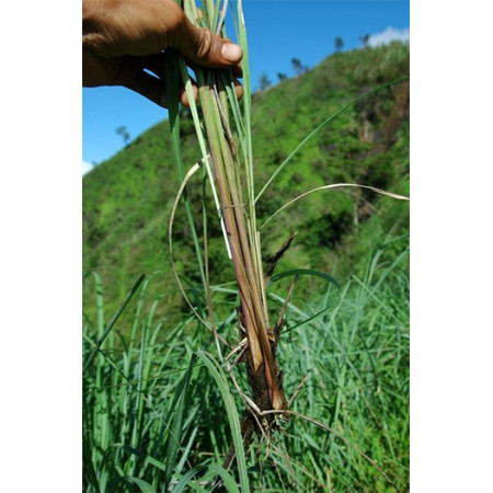 Βιολογικό Αιθέριο Έλαιο Σιτρονέλλα | Citronella Essential Oil Org. | 10ml