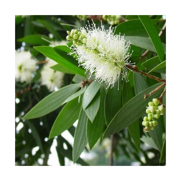 Βιολογικό Αιθέριο Έλαιο Κάτζεπουτ | Cajeput Essential Oil Org. | 10ml