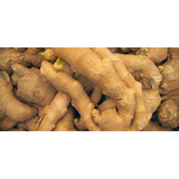 Βιολογικό Αιθέριο Έλαιο Τζίντζερ | Ginger Essential Oil Org. | 10ml