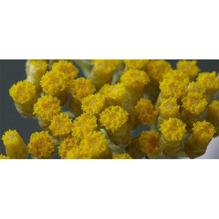 Βιολογικό Αιθέριο Έλαιο Ελίχρυσο | Helichrysum Essential Oil Org. | 5ml