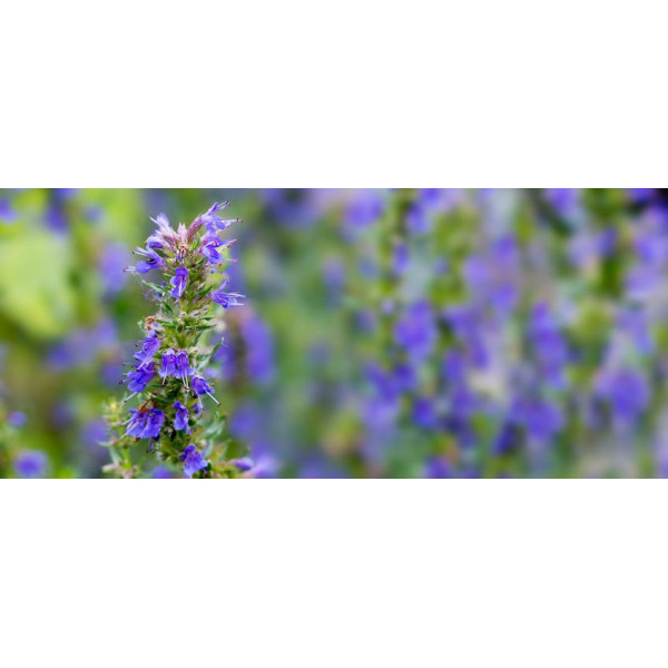 Βιολογικό Αιθέριο Έλαιο Ύσσωπος | Hyssop Essential Oil Org. | 5ml