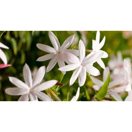 Βιολογικό Αιθέριο Έλαιο Γιασεμί | Jasmine Essential Oil Org. | 2,5ml