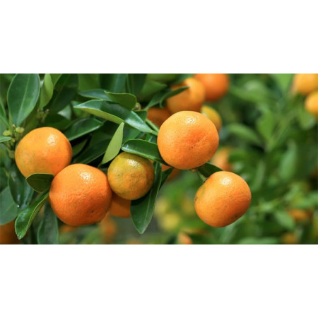 Βιολογικό Αιθέριο Έλαιο Μανταρίνι | Mandarin Essential Oil Org. | 10ml