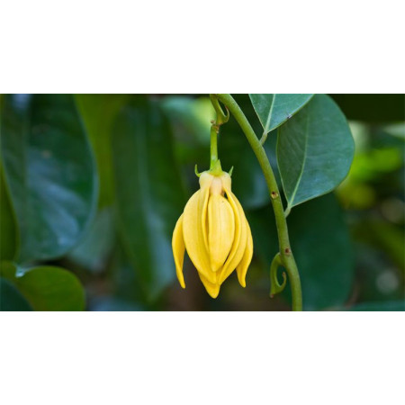 Βιολογικό Αιθέριο Έλαιο Υλάνγκ Υλάνγκ | Ylang Ylang  Essential Oil Org. | 10ml