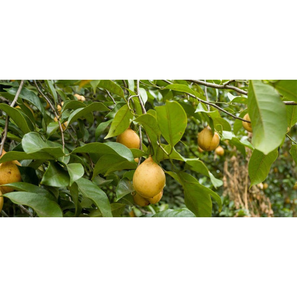 Βιολογικό Αιθέριο Έλαιο Μοσxοκάρυδο | Nutmeg Essential Oil Org. | 10ml