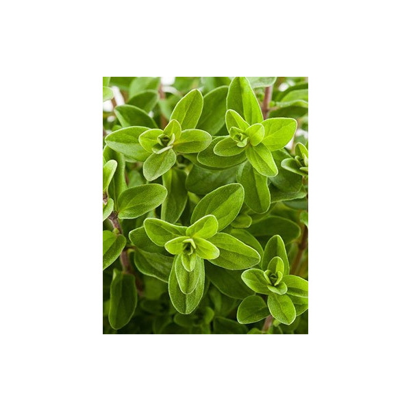 Βιολογικό Αιθέριο Έλαιο Ματζουράνα | Margoram Essential Oil Org. | 10ml