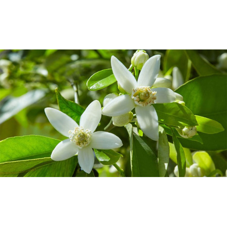 Βιολογικό Αιθέριο Έλαιο Νερόλι | Neroli Essential Oil Org. | 2.5ml