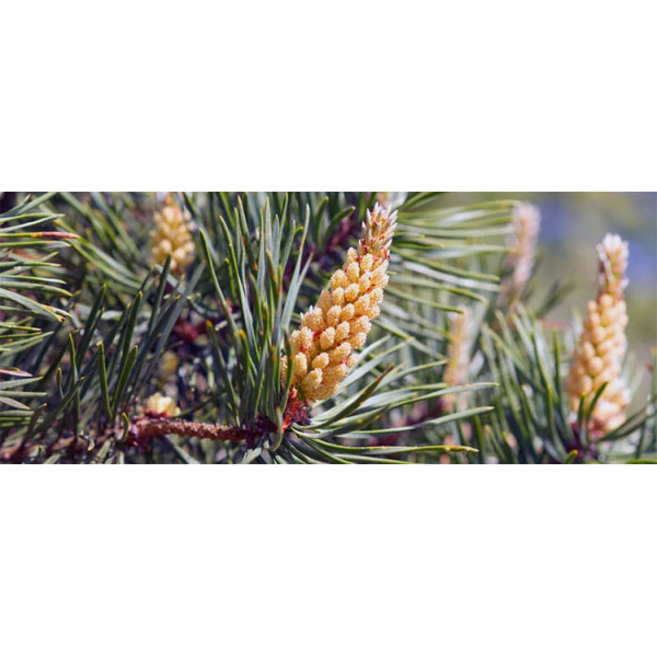 Βιολογικό Αιθέριο Έλαιο Πεύκο | Pine Essential Oil Org. | 10ml