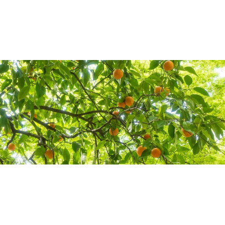 Βιολογικό Αιθέριο Έλαιο Πετιγκρεϊν | Petigrain Essential Oil Org. | 10ml