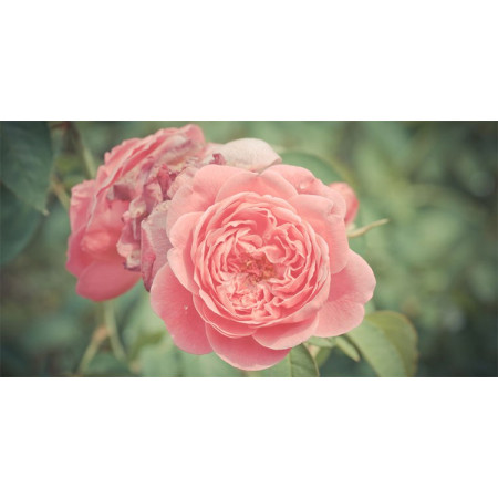 Βιολογικό Αιθέριο Έλαιο Ρόδο/Τριαντάφυλλο | Rose Otto Essential Oil Org. | 2.5ml