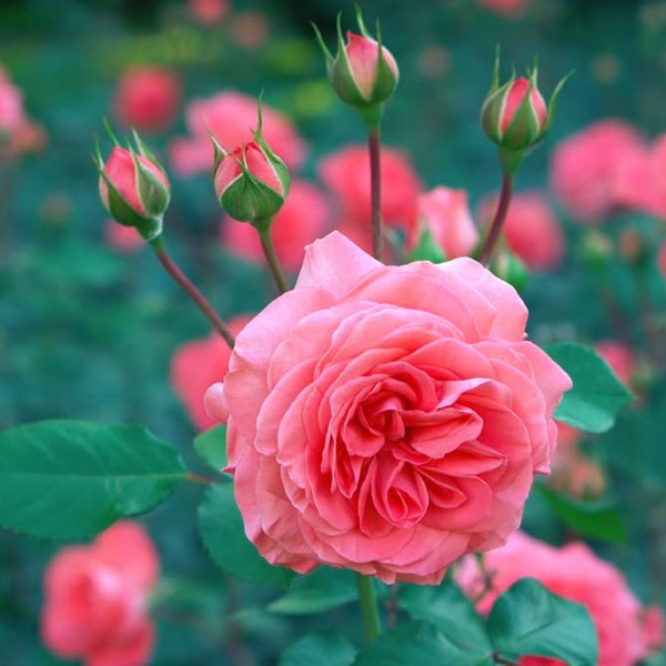 Βιολογικό Αιθέριο Έλαιο Ρόδο/Τριαντάφυλλο | Rose Absolute Essential Oil Org. | 2.5ml