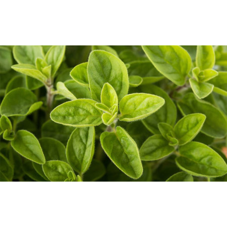 Βιολογικό Αιθέριο Έλαιο Ρίγανης | Origano Essential Oil Org. | 10ml