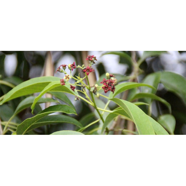 Βιολογικό Αιθέριο Έλαιο Σανδαλόξυλο | Sandalwood Essential Oil Org. | 2.5ml