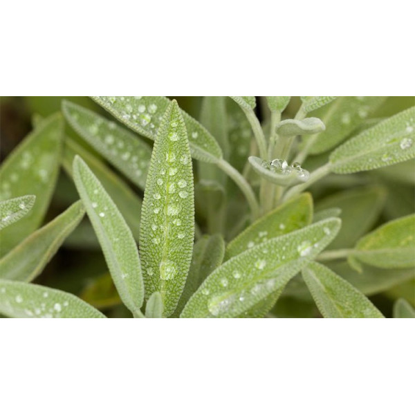 Βιολογικό Αιθέριο Έλαιο Φασκόμηλο | Sage Essential Oil Org. | 10ml