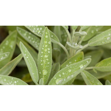 Βιολογικό Αιθέριο Έλαιο Φασκόμηλο | Sage Essential Oil Org. | 10ml