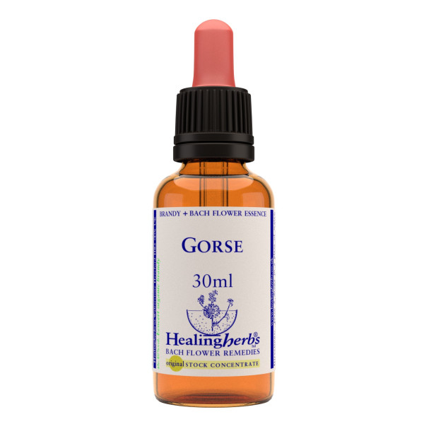 Gorse 30ml