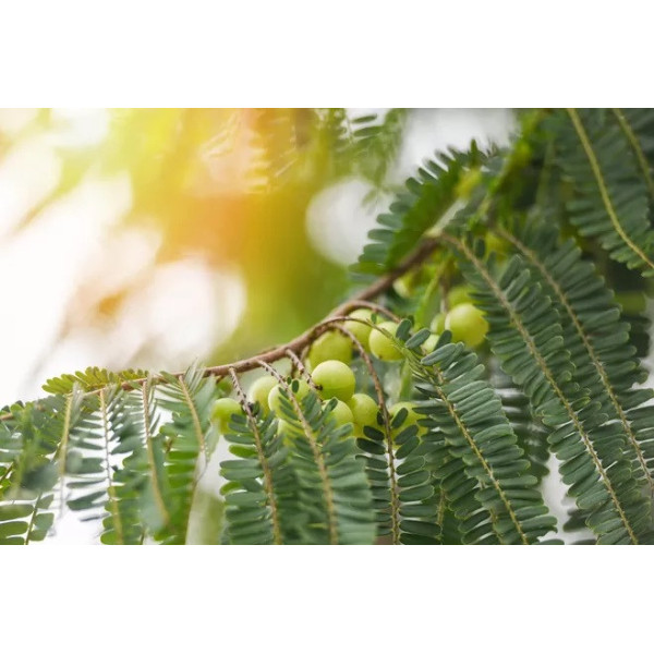 Botanica | Βιολογικό Άμλα Σκόνη | 110gr